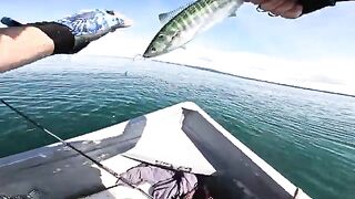 Пеламида на пилькер в Черном море у Кобулети