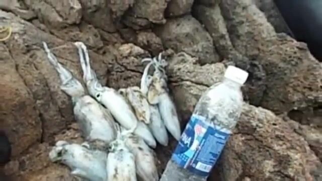 Ловля кальмара на полуострове Шонча