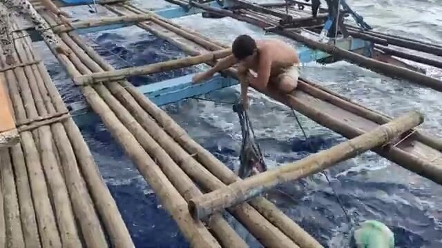Черный марлин в море Сулу во время амихана