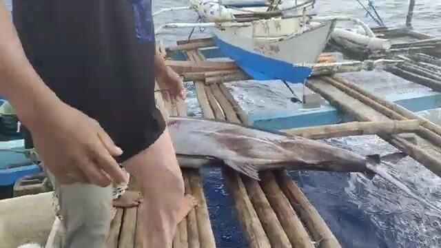 Черный марлин в море Сулу во время амихана