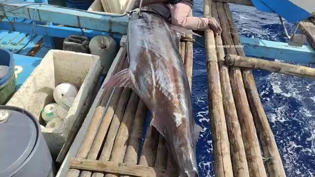 Черный марлин в море Сулу во время амихана