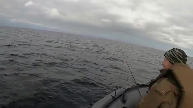 Треска на джиг с лодки в Белом море