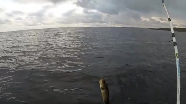 Треска на джиг с лодки в Белом море