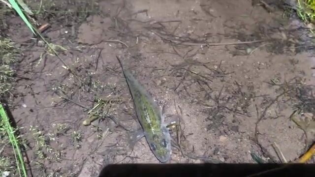 Ночная рыбалка на Братском водохранилище с сазаном