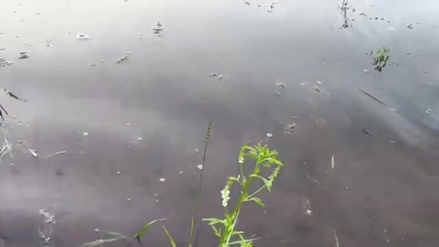 Ночная рыбалка на Братском водохранилище с сазаном