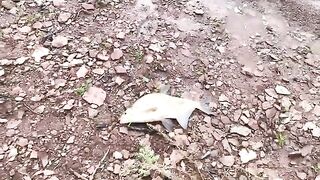 Ночная раздача леща и сомы на кружки у Елани на Братском море