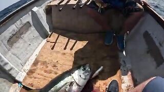 Неделя охоты за гигантскими каранксами у берегов Сокотры