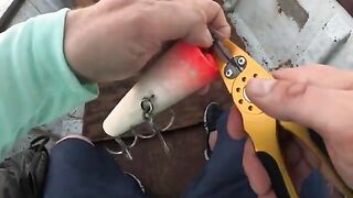 Неделя охоты за гигантскими каранксами у берегов Сокотры