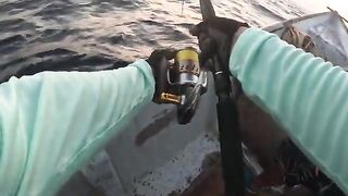 Неделя охоты за гигантскими каранксами у берегов Сокотры