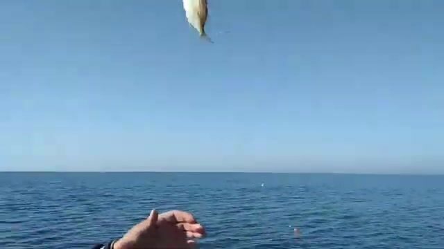 Туман и слабый клёв под Новофёдоровкой