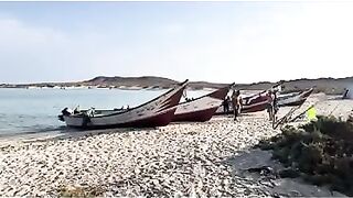 Последний день с гигантскими каранксами на Сокотре