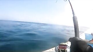 Последний день с гигантскими каранксами на Сокотре