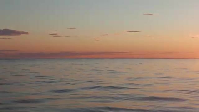 Стая дельфинов рядом с лодкой у острова Олений