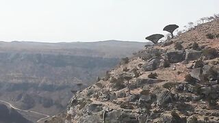Экспедиция за гигантскими каранксами на удаленную Сокотру