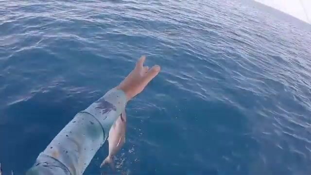 Скоростной джиг на сериолу у Сусса