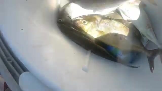 Скоростной джиг на сериолу у Сусса