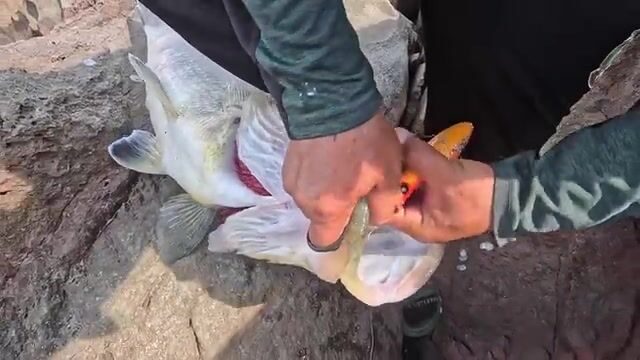 Робалы на каменной гряде в Сан-Бласе
