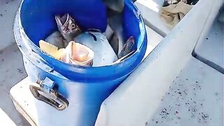 Рыбалка в аргентинском заливе Сан-Блас с дебютантами