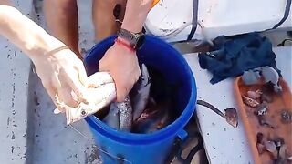 Рыбалка в аргентинском заливе Сан-Блас с дебютантами