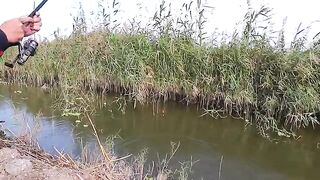 В дренажном канале у Идку тиляпию сравнили с двухлитровой бутылкой