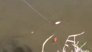 В дренажном канале у Идку тиляпию сравнили с двухлитровой бутылкой
