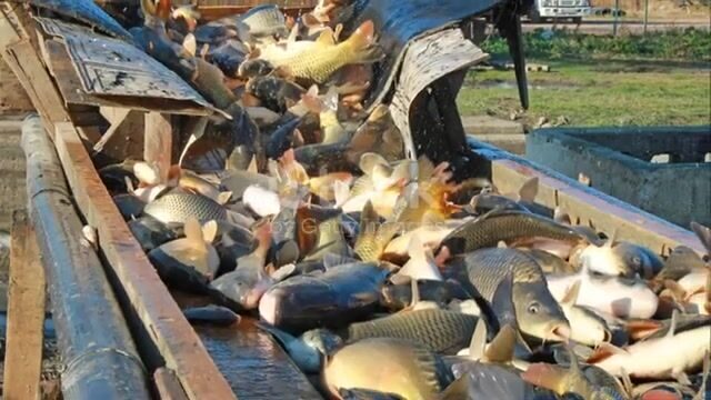 Ручная леска и ловушки из пальмовых листьев на Сент-Китсе
