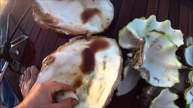 Судан 2015: сашими и тартар из тунца на борту