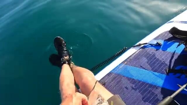 Второй выход на сапборде в Ялте: ставрида на пилькер у Ливадии