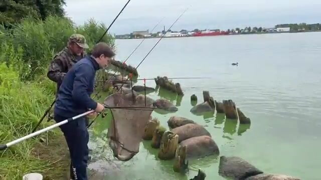 Лещи дуплетом на островах Калининградского морского канала