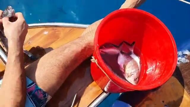 Фетхие, бухта Турунч: ловля с лодки 13 сентября