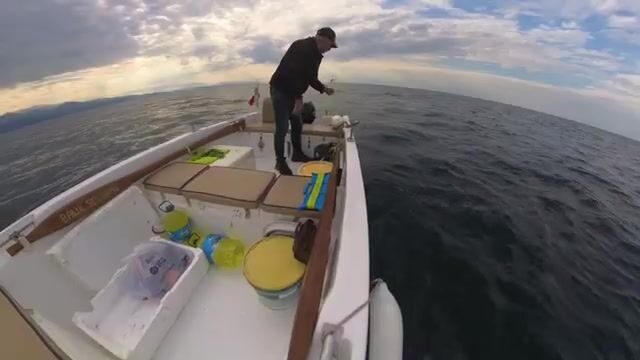 Черное море: пеламида на 15-крючковую оснастку с силиконовым осьминогом