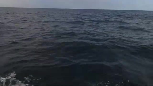 Черное море: пеламида на 15-крючковую оснастку с силиконовым осьминогом