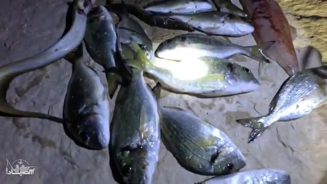 Махдия: ночная ловля кальмара, дорады и лаврака
