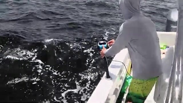 Желтокраевый групер поднят с 500 футов у северного побережья Тринидада