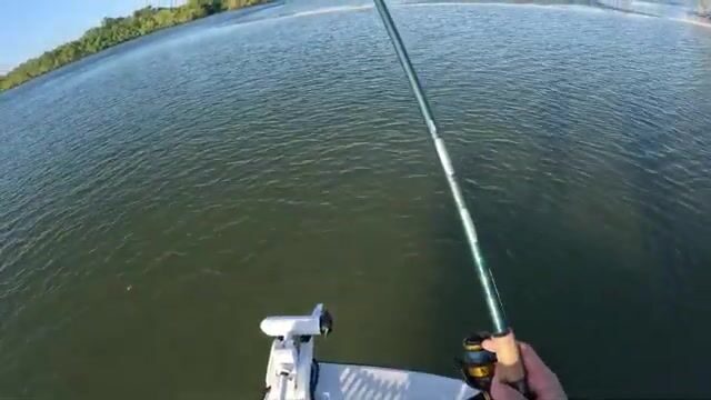 Шесть видов за день с капитаном Марком Уордом в Нейплс, Флорида