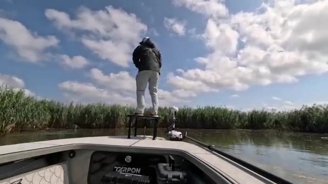 Красный горбыль схватил Gulp у кромки болота в Венисе