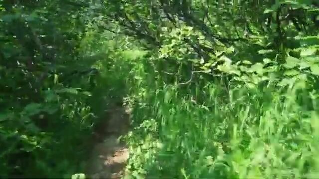 Камчатка: Халактырский пляж, касатки и Малкинские источники