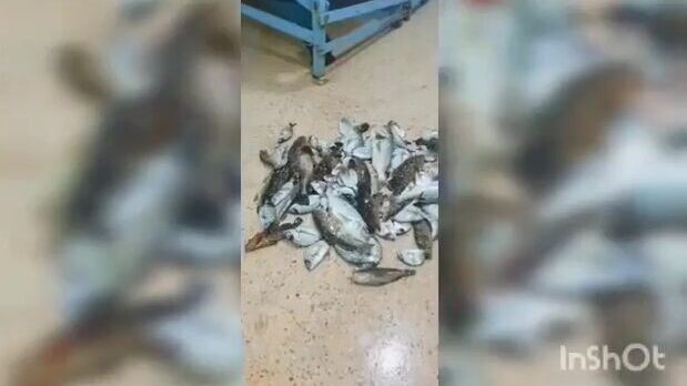 Крючковая ловля у Эль-Хомса на ливийском побережье