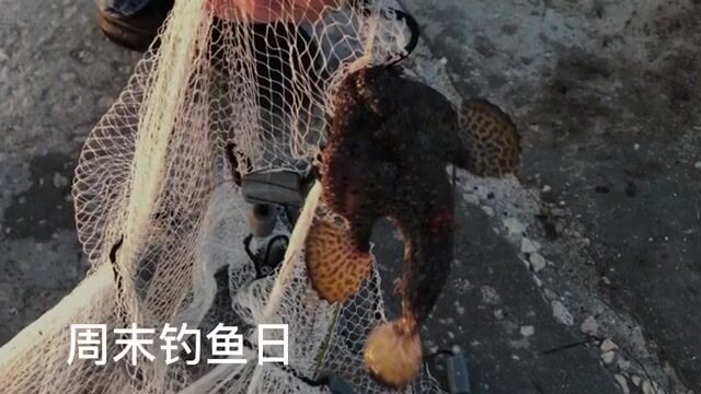Пятнистые плавники необычной рыбы из бухты Клируотер