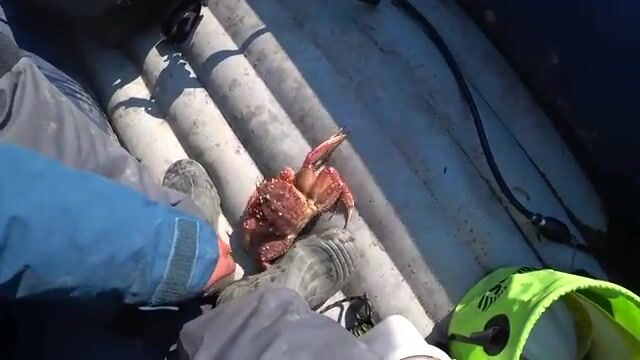 Устье Лютоги, Сахалин: камбала и японское карри