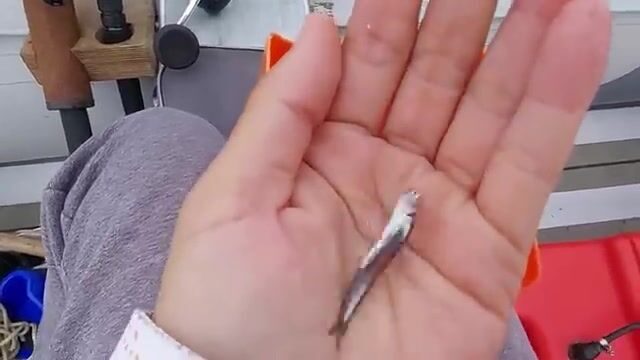 Тунец в Татарском проливе: вываживание и разделка