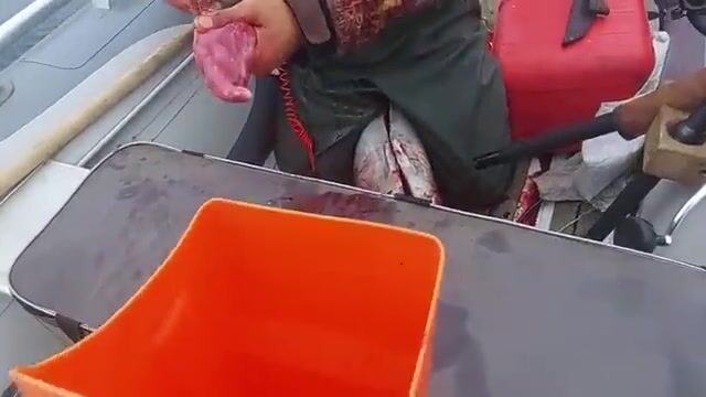 Тунец в Татарском проливе: вываживание и разделка