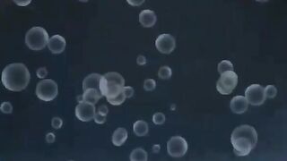 Капитан Абдельджалиль пересыпает песком купленных сардин у Касабланки
