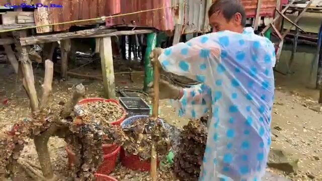 Круговая сеть на лагуне Лапан у Лангко собрала пять-шесть рыб за один заход