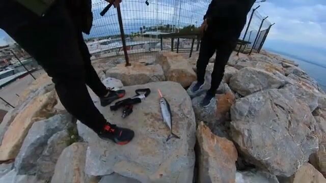 Датча: спиннингом на барракуду, в улове пеламида
