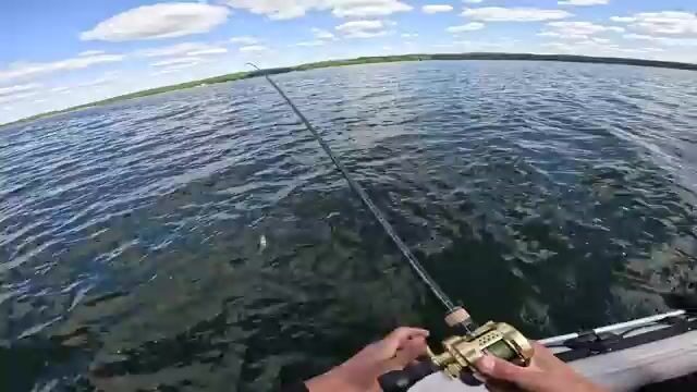 Щука схватила свимбейт прямо у лодки на мелководье под Берлином