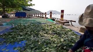 У причала Кулаочам обсуждают запрет на лов лангустов