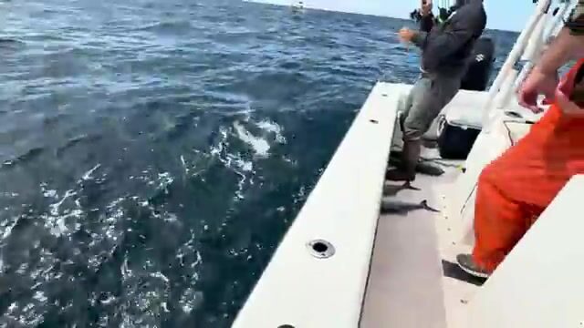Бофорт, Северная Каролина: дневная рыбалка с TWWs Charters