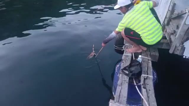 При ловле у острова Бинь-Ба кальмар сопротивлялся сильными рывками и выпустил много чернил