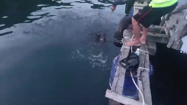 При ловле у острова Бинь-Ба кальмар сопротивлялся сильными рывками и выпустил много чернил